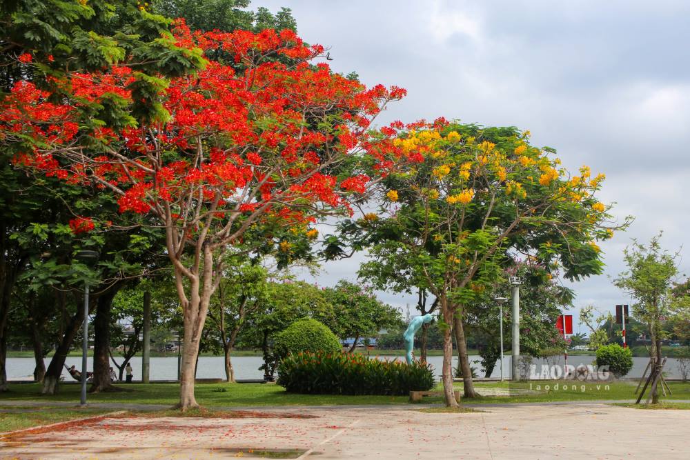 Tren cac tuyen duong trung tam nhu Le Loi, Nguyen Truong To, hay doc bo song Huong, hoa phuong do bung no thanh tung chum lon, ru xuong nhu nhung ngon lua nho giua nen troi xanh ngat.
