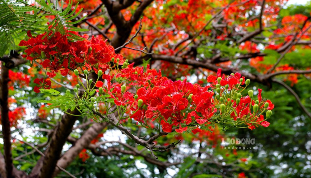 Du la thanh pho du lich noi tieng voi di san, den dai va lang tam, Hue van giu cho minh nhung khoang troi binh di nho nhung mua hoa.