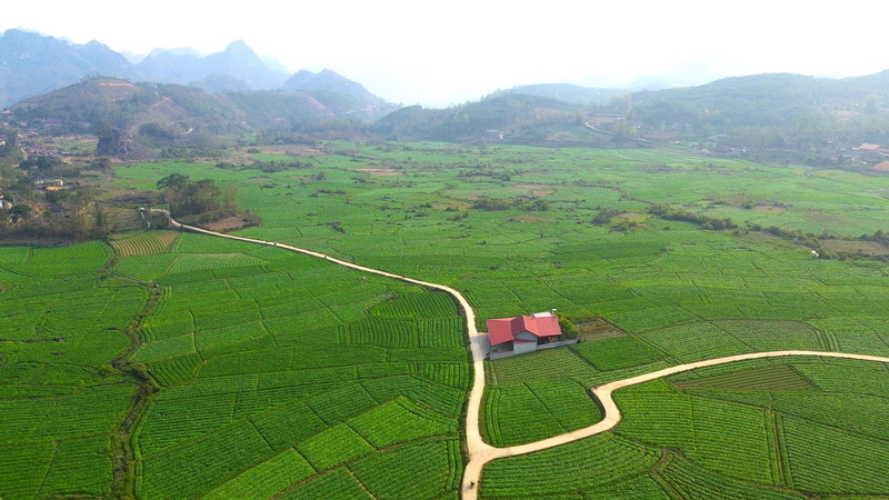 Canh dong thuoc la trai dai xanh muot mat o xa Y Tich, huyen Chi Lang, tinh Lang Son. Anh: Khanh Linh