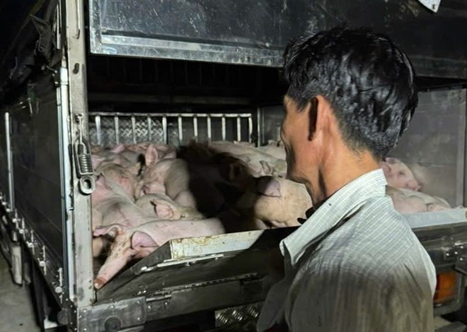 Phát hiện xe chở 120 con heo không có giấy kiểm dịch vào Bạc Liêu