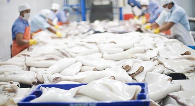 Vietnam's squid exports still face many challenges. Photo: VASEP.