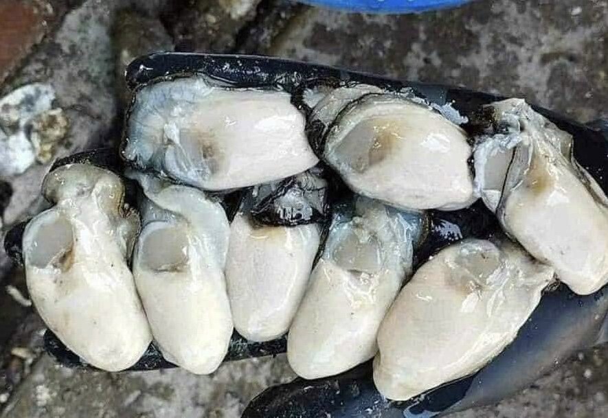 Eating oysters can help with blood pressure. Photo: Ha Anh