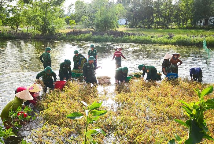 Las fuerzas fronterizas ayudaron a las personas a cosechar arroz inundados. Foto: Han Nguyen