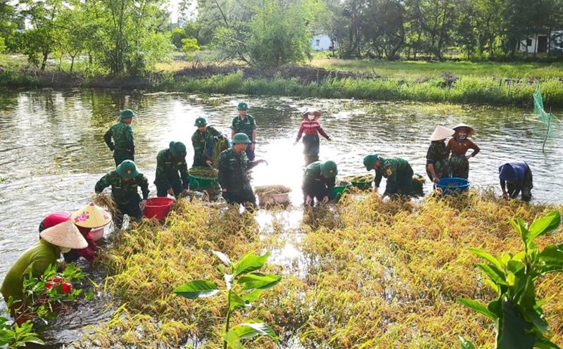 Border guards help people harvest rice that is flooded. Photo: Han Nguyen