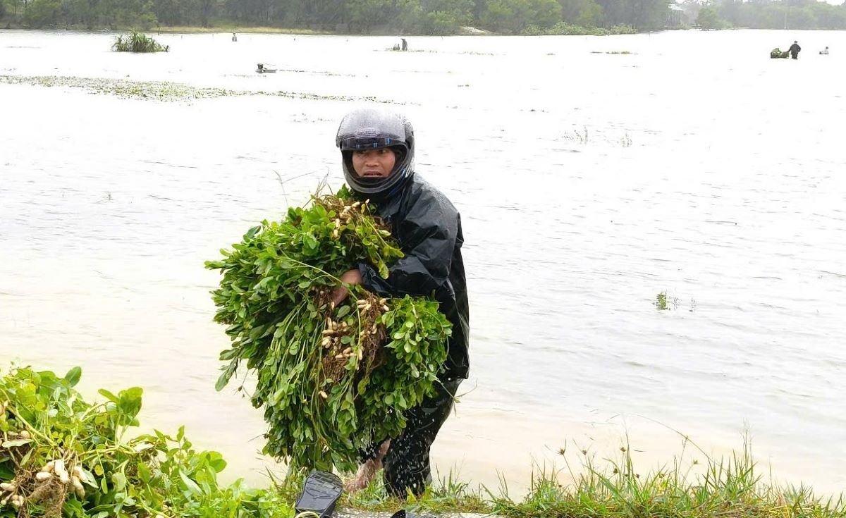 Ho tro nguoi dan thu hoach lac tren dong nuoc lu. Anh: Han Nguyen