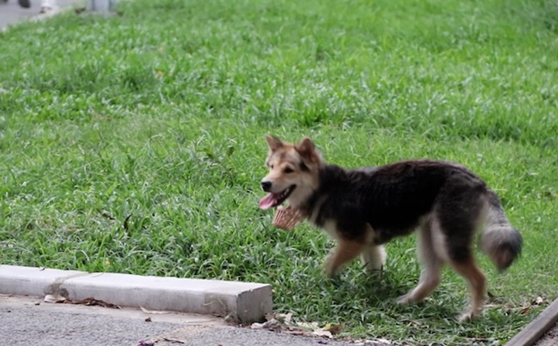 Warning of the risk of rabies outbreak from free-range dogs in Hanoi.