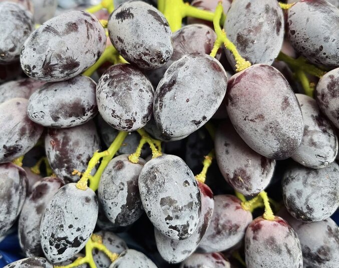 Grapes, especially black grapes, are said to have the effect of supporting kidney detoxification. Photo: Kieu Vu