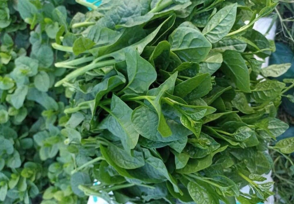 Malabar spinach is one of the foods that are good for the digestive system, especially for people with constipation. Photo: Le Yen