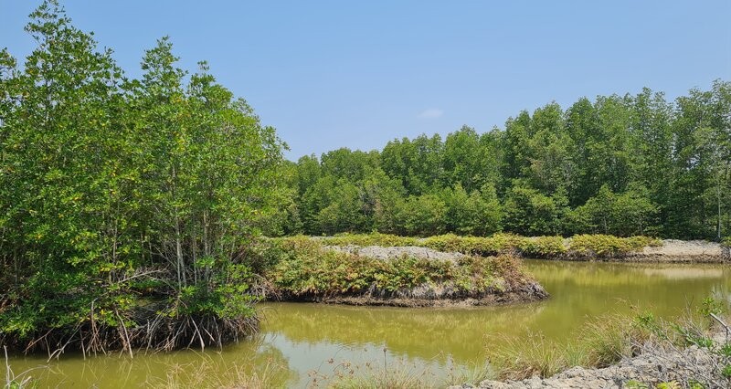 Ciudad de Ca Mau - La autopista de la ciudad de Mui Mui pasa por muchos lugares, como bosques de produccion y bosques economicos. Foto: Nhat Ho