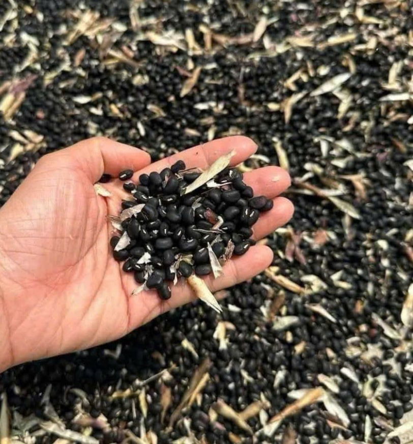 Black beans are a rich source of vitamin B9 (folate). Photo: Quang Minh.