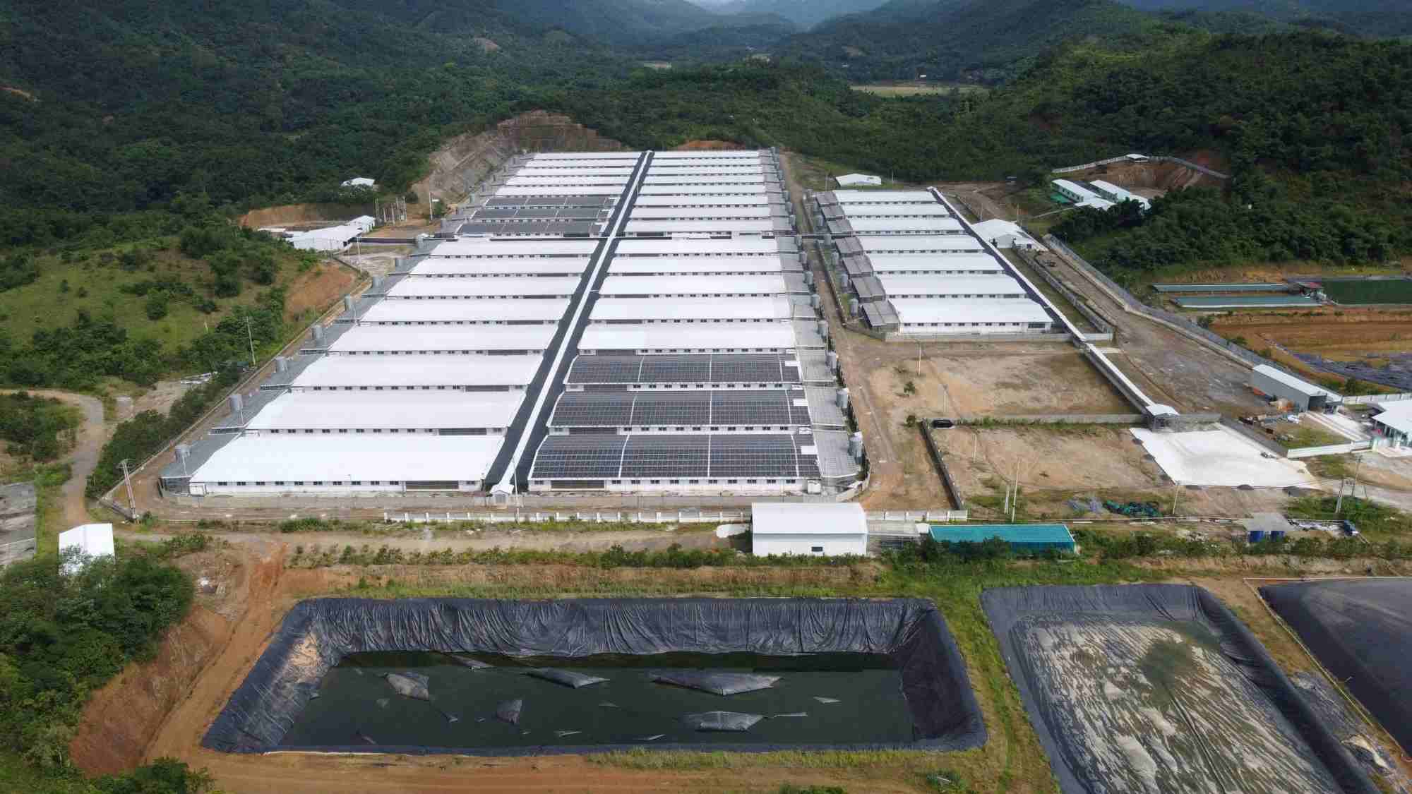The pig farm of Agri-Vina Agricultural Investment Joint Stock Company (in Lang Chanh district, Thanh Hoa province) continues to cause pollution after being allowed to operate again. Photo: Quach Du