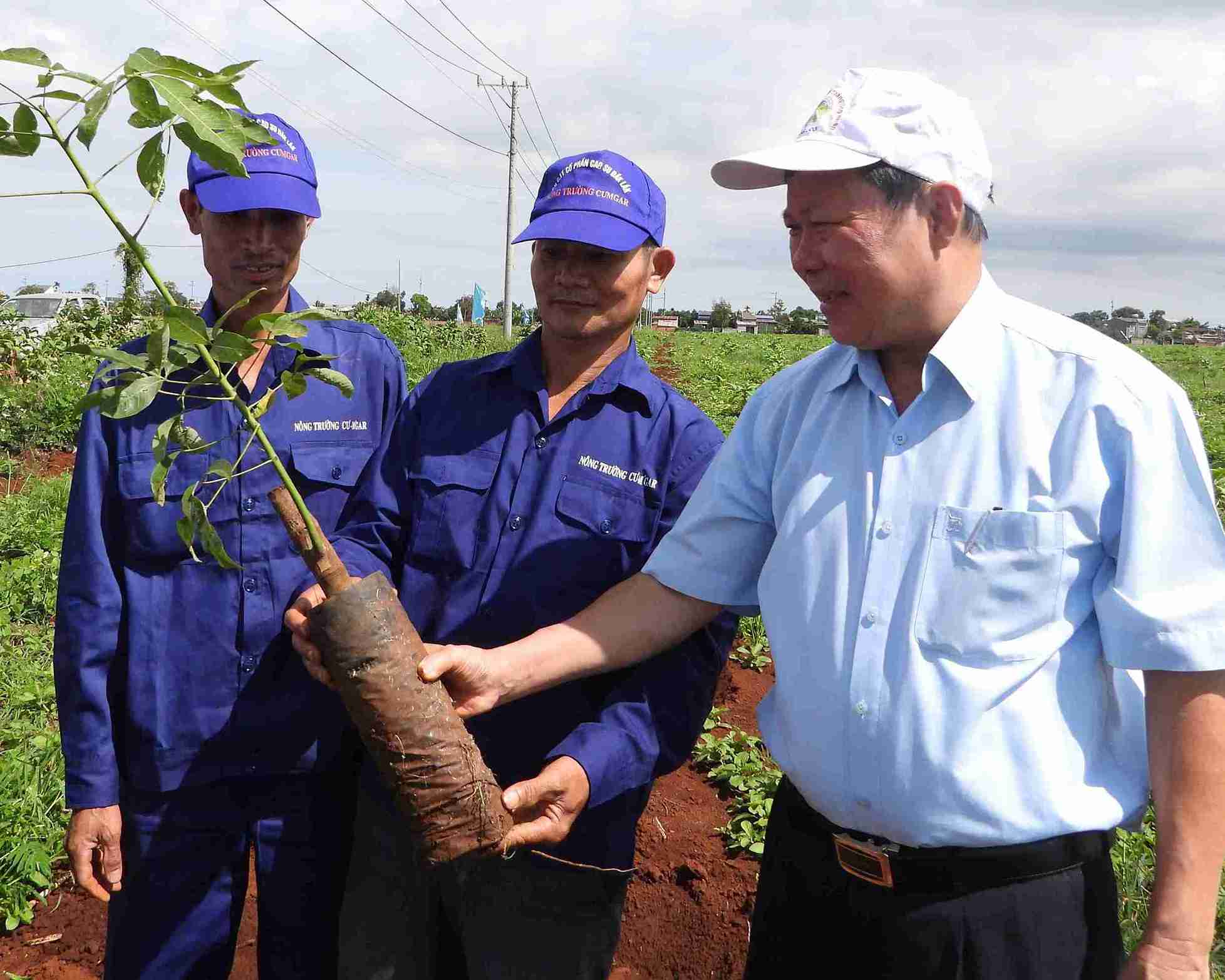 Cay giong gieo trong duoc chon lua ky luong. Anh: Bao Trung