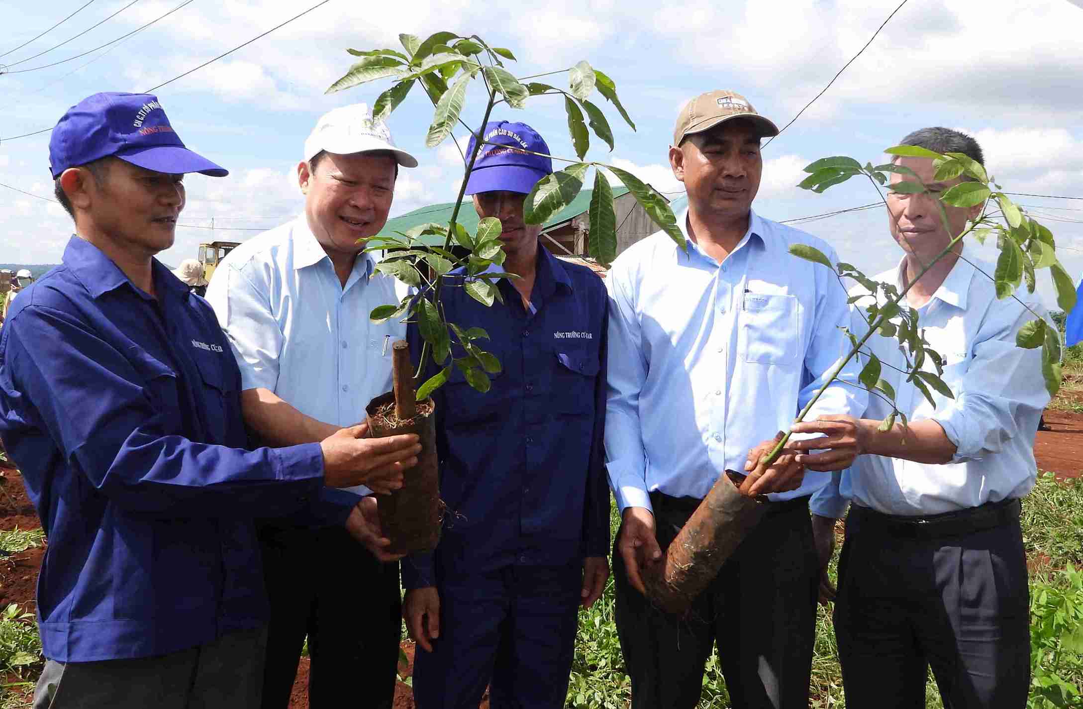 Dak Lak Rubber Joint Stock Company tiene muchas expectativas sobre el proyecto de plantar arboles de caucho de cafe a gran escala en el distrito de Cu M'gar. Foto: Bao Trung