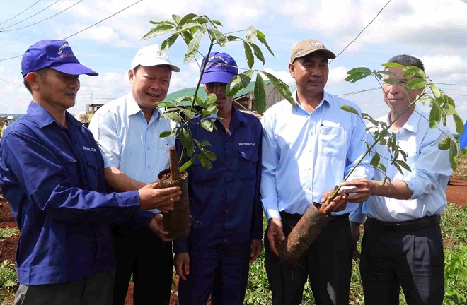Dự án trồng cao su xen cà phê mở lối sinh kế cho nhiều người lao động ở Đắk Lắk
