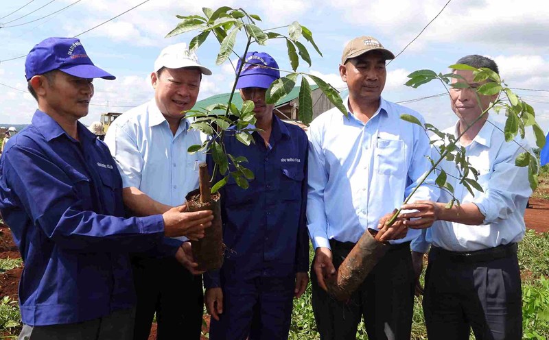 Dak Lak Rubber Joint Stock Company has high expectations for a large-scale coffee intercropping rubber planting project in Cu M'Gar district. Photo: Bao Trung