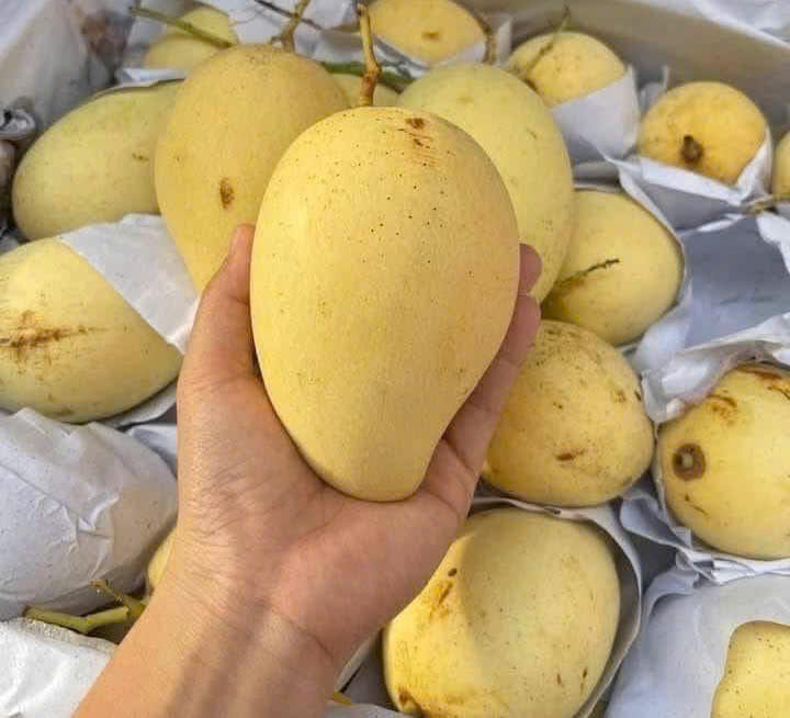 Ripe mangoes are good for people with high blood pressure if used properly. Photo: Quang Minh.