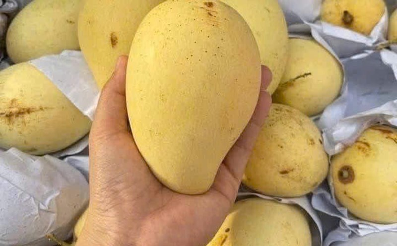 Ripe mangoes are good for people with high blood pressure if used properly. Photo: Quang Minh.