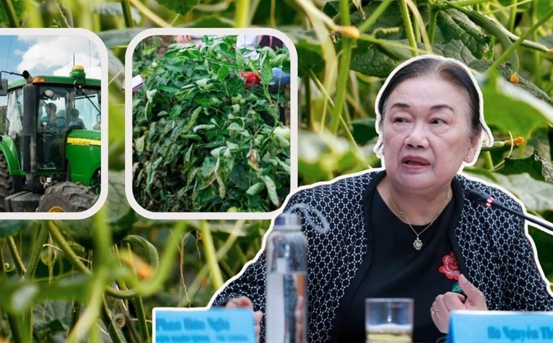 Business household asked - Experts replied: In case the business household does not need an input invoice. Photo: Thanh Binh