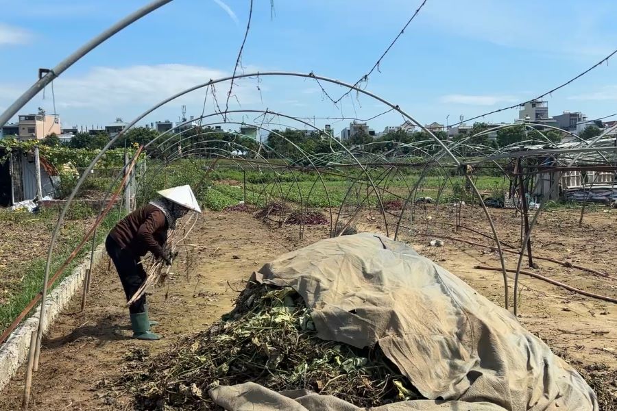 El huerto mas grande de Da Nang daño despues de la lluvia. Foto: Tran Thi