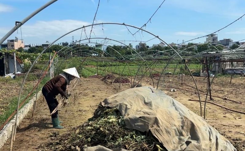 Da Nang's largest vegetable garden was severely damaged after the rain. Photo: Tran Thi