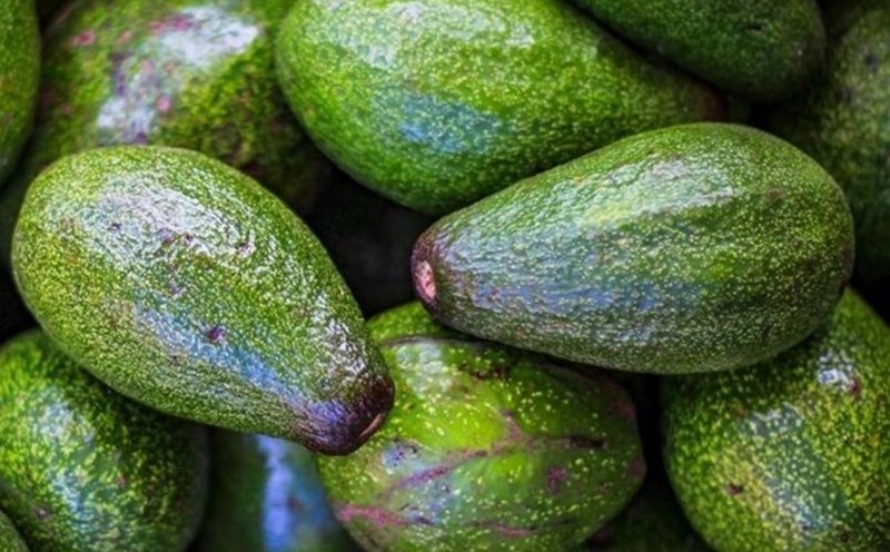 Avocado is rich in fiber, good for digestion and intestinal health. Photo: Nghia Thanh