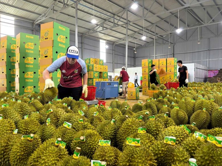 Durian is packaged in Dak Lak for export. Photo: Minh Anh