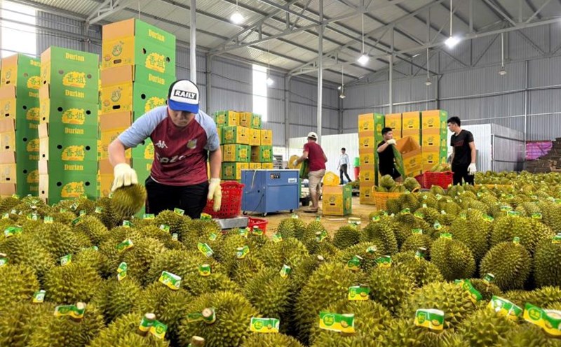 Durian is packaged in Dak Lak for export. Photo: Minh Anh