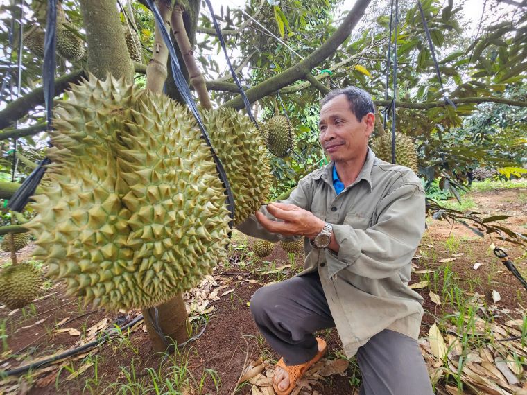 Nong dan ky vong nganh sau rieng phat trien ben vung, tao thu nhap on dinh. Anh: Thanh Quynh