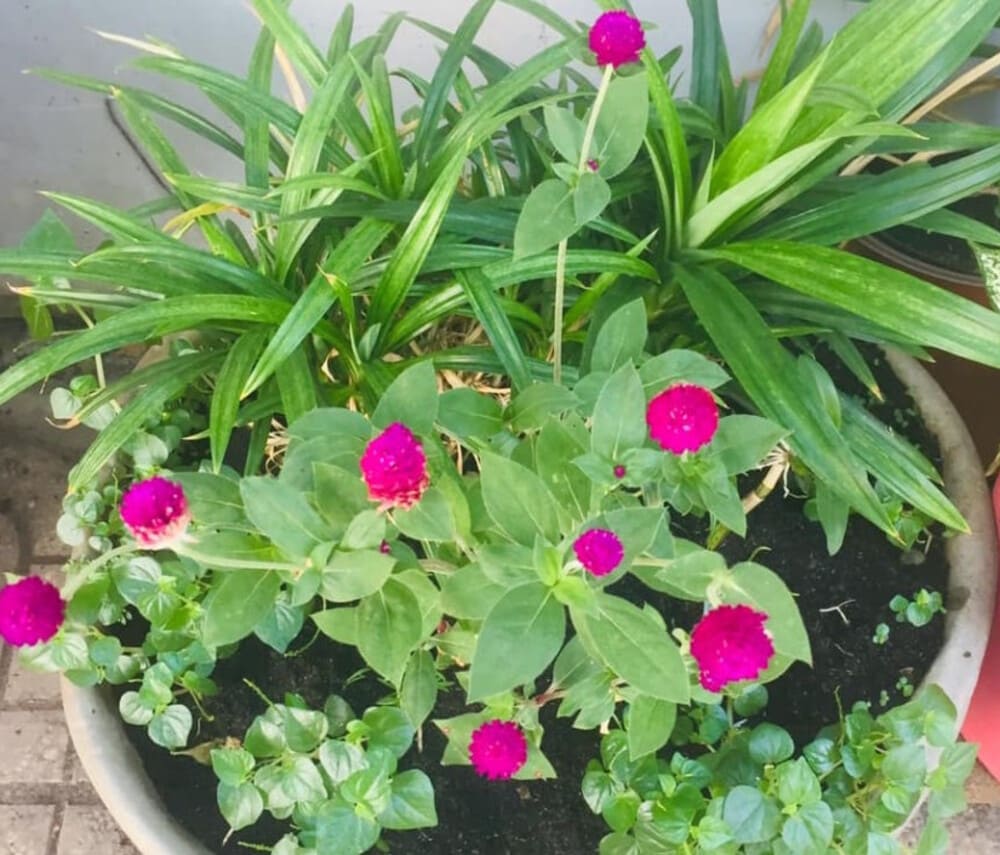 Bach Nhat Chrysanthemum es una flor que es facil de cultivar y cuidar en casa. Foto: Doan Ngo