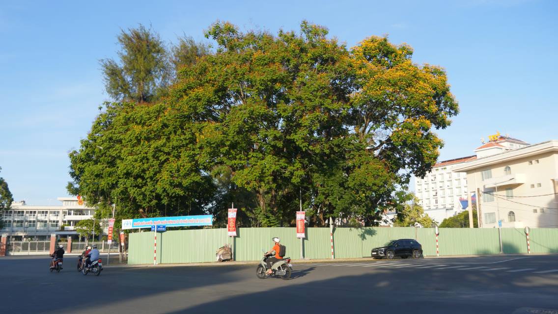 Nhung cay lau nam chua duoc di doi. Anh: Ta Quang