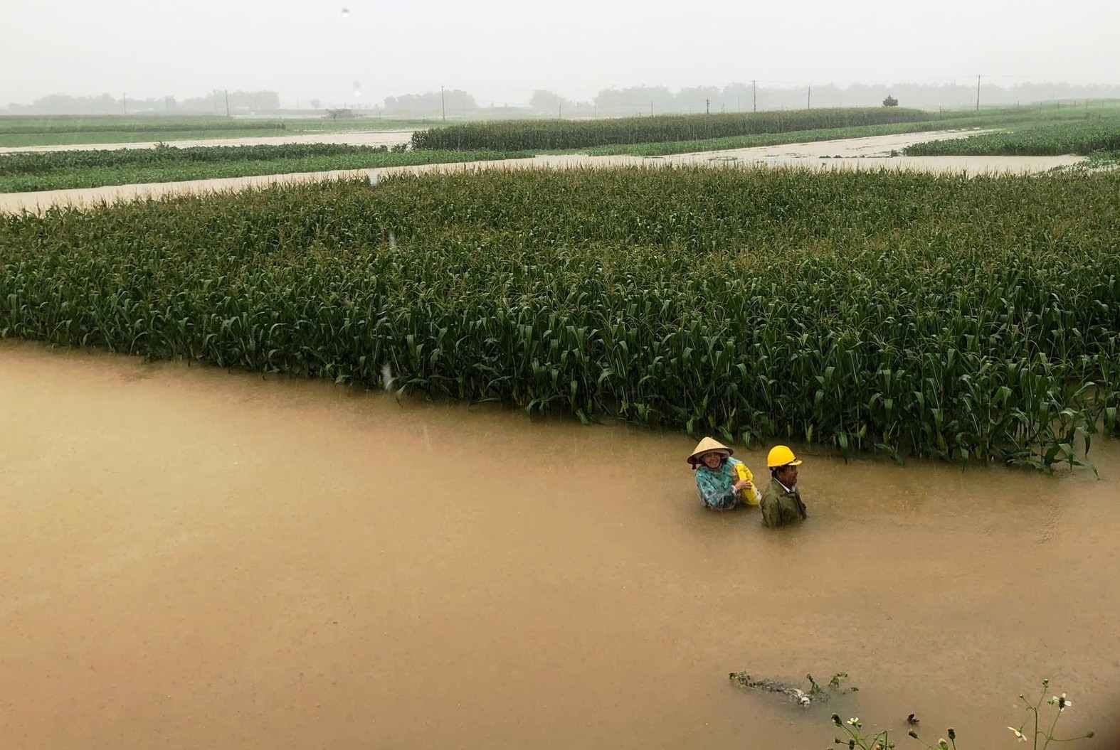 Hang nghin hecta lua va hoa mau o Quang Nam bi ngap ung do anh huong mua lu cua bao so 1.Anh: Nguyen Hoang