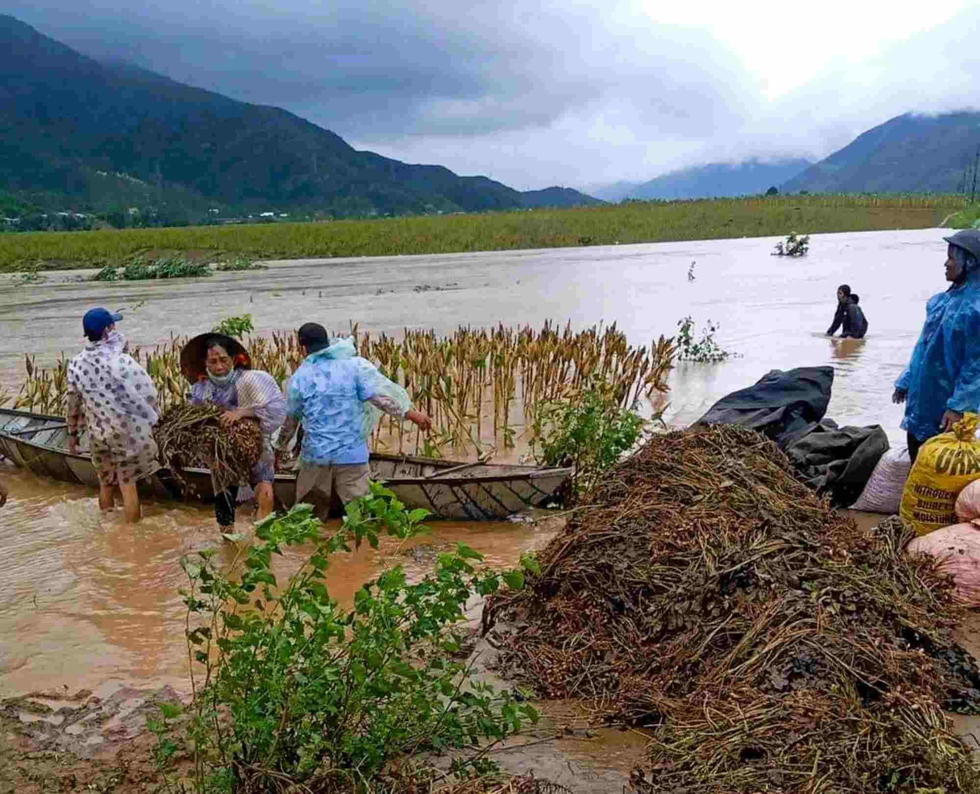 Hang nghin hecta lua va hoa mau o Quang Nam bi ngap ung do anh huong mua lu cua bao so 1, trong do, hon 1 nghin hecta thiet hai hoan toan. Anh: Nguyen Hoang - Xuan Anh