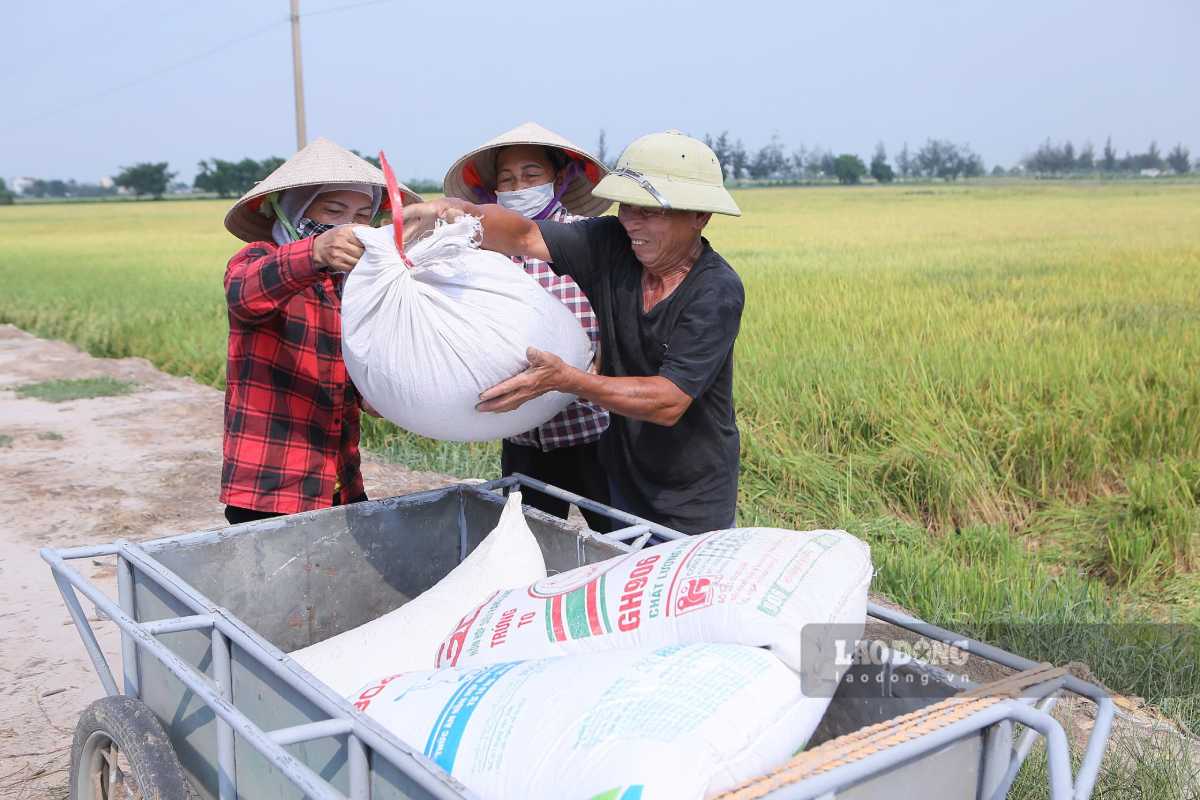 Nguoi dan phan khoi khi vu lua duoc mua. Anh: Ha Vi