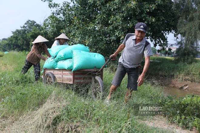 Vụ lúa xuân Nam Định được mùa, đạt gần 70 tạ/ha