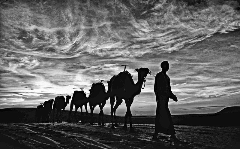A camel leader in the Sahara desert (Morocco). Photo: Viet Van