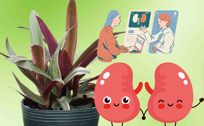 Welding medications help purify blood and improve kidney function effectively