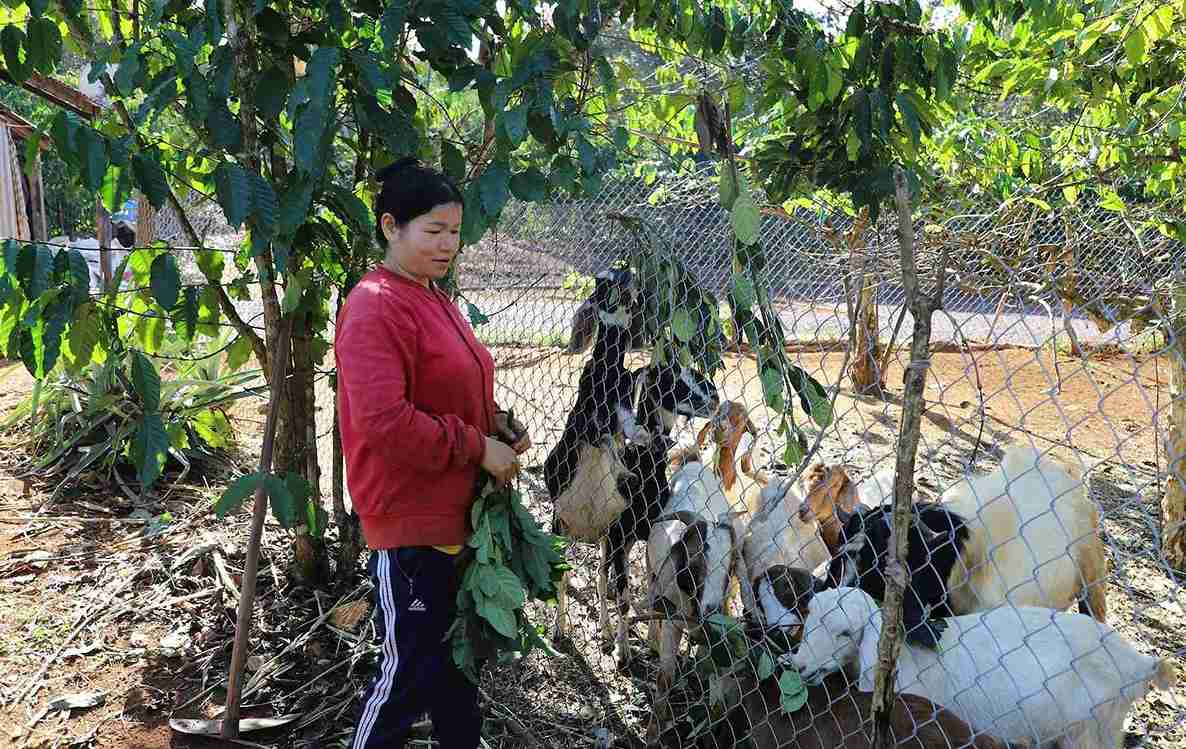 The poor in Dak Nong have developed a household livestock model, gradually improving their lives. Photo: Duong Phong