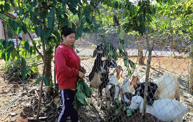 Tín dụng chính sách tiếp sức người dân ở Đắk Nông đa dạng sinh kế thoát nghèo