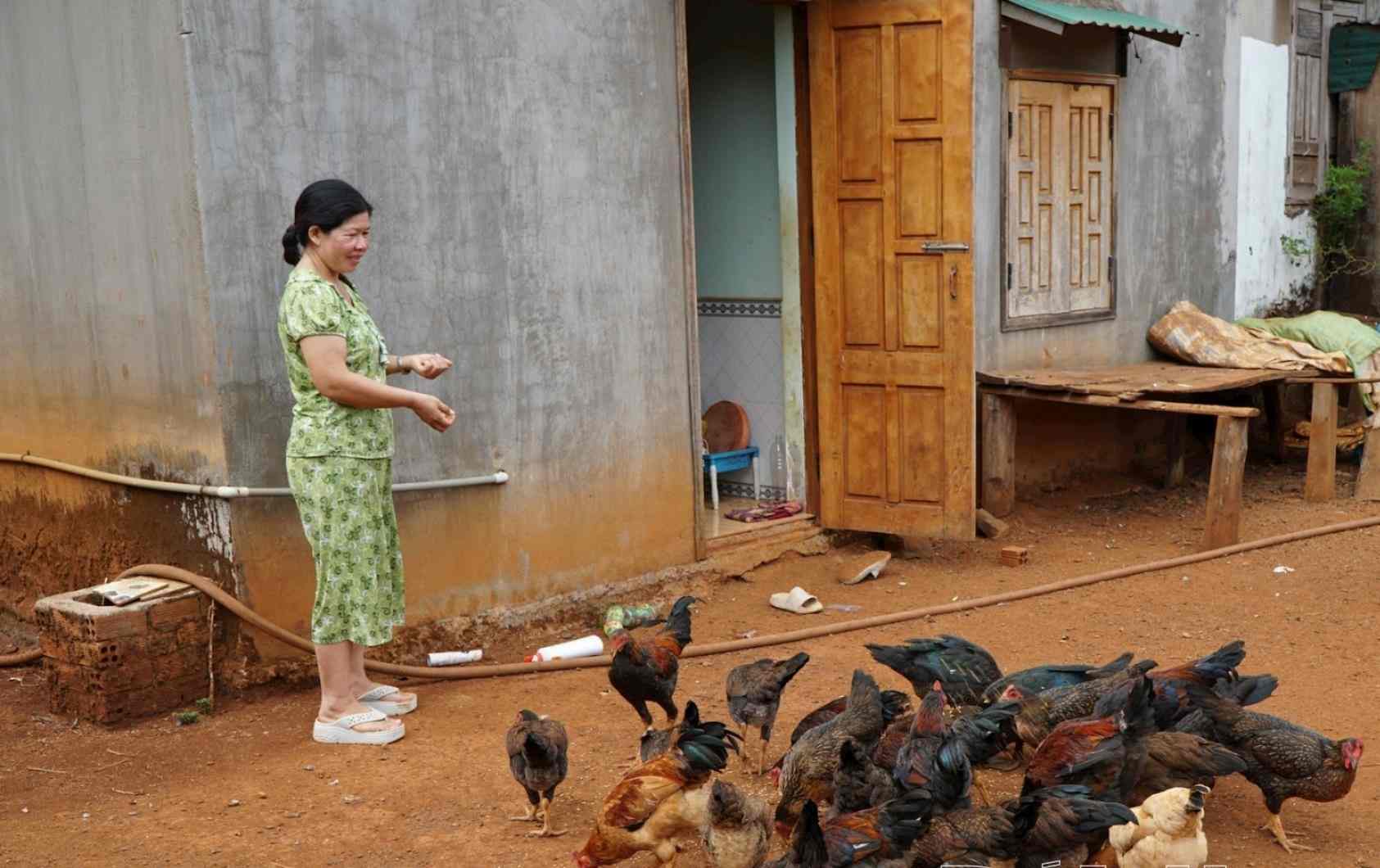 Cac du an ho tro cay trong, vat nuoi se tiep tuc duoc thuc hien de giup nguoi dan o Dak Nong thoat ngheo. Anh: Bao Lam