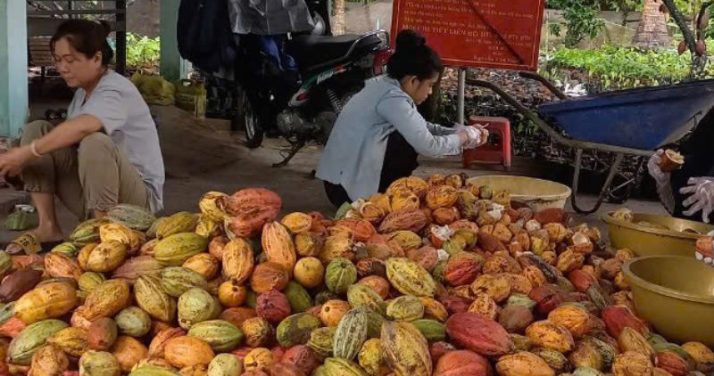 La fruta ca cao madura en el distrito de Tra On se compra a precios altos y estables. Foto: Hoang Loc
