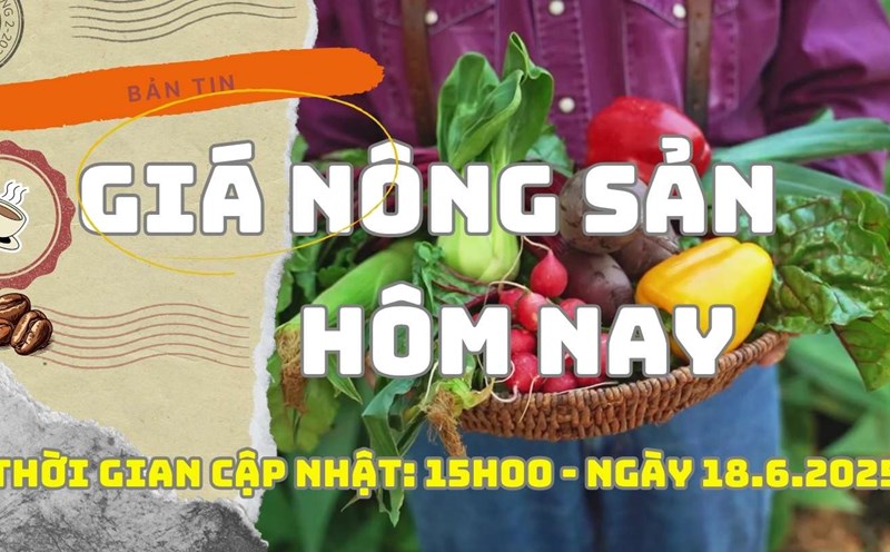 Agricultural product prices today, June 18: Coffee prices continue to slide