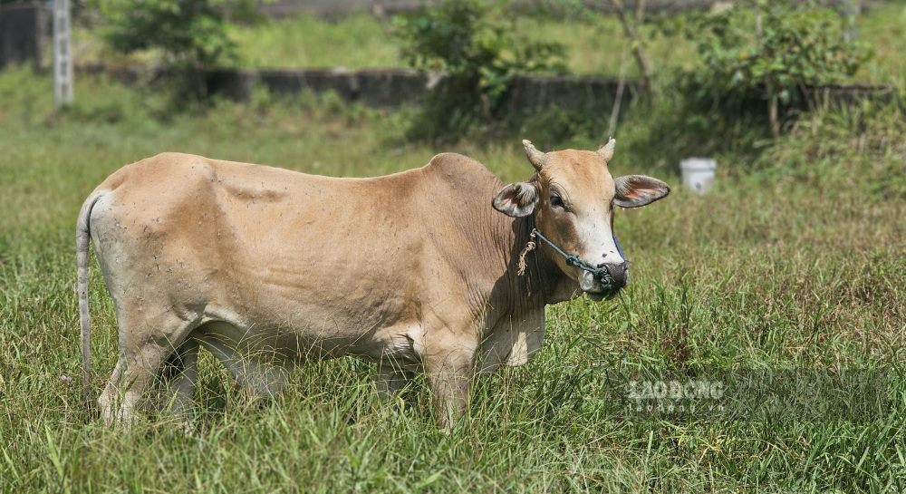 Do khu vuc qua hoang vang, it nguoi qua lai nen tro thanh noi chan tha bo, lam giam gia tri khong gian cong cong ma du an huong den.