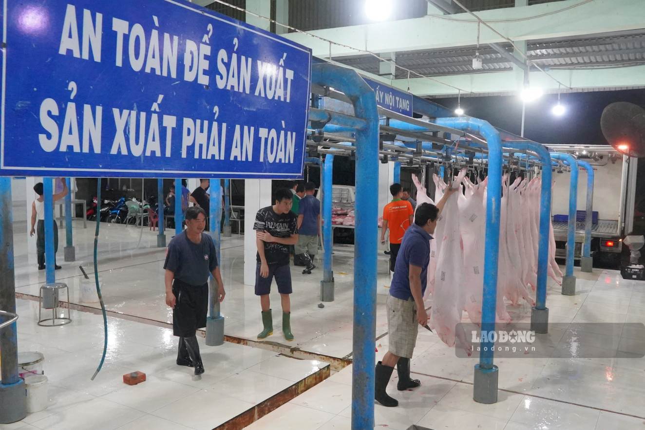 “Nguon heo duoc lay tu cac co so chan nuoi trong va ngoai dia ban thanh pho, deu duoc can bo thu y kiem tra ky luong khi nhap lo. Doi voi nhung con co dau hieu benh, chung toi lap tuc bao cho can bo thu y va co khu cach ly rieng de xu ly, tuyet doi khong de lay lan sang heo khoe manh”, anh Hang khang dinh ve nguon goc heo.
