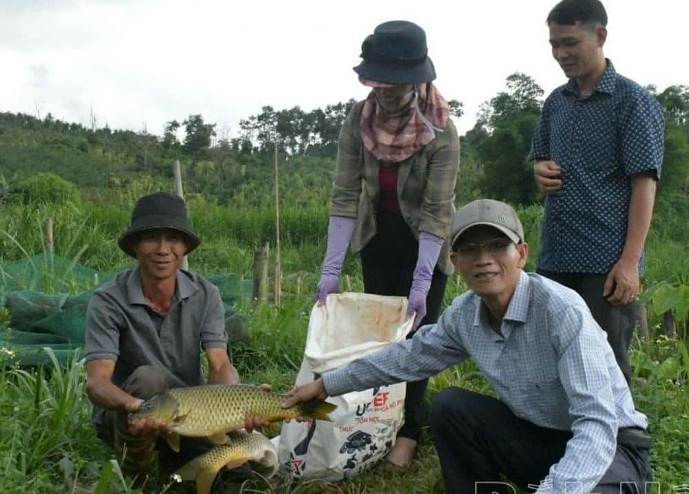 Mô hình nuôi cá chép giòn giúp người dân nâng cao thu nhập. Ảnh: Văn Tâm