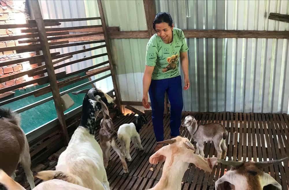 The commercial goat farming model helps people in Dak Song district escape poverty. Photo: Van Tam