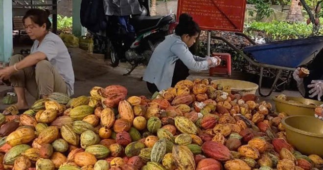 Trai ca cao chin tai huyen Tra On duoc thu mua voi gia cao on dinh. Anh: Hoang Loc