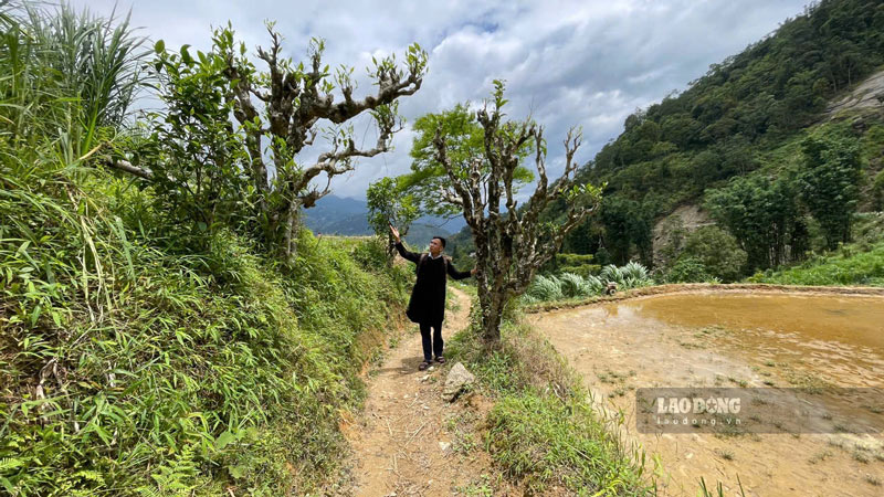 La vieja raiz de te de cientos de años esta siendo bien conservada por la gente de la comuna de la provincia de Lao Cai. Foto: Dinh Dai
