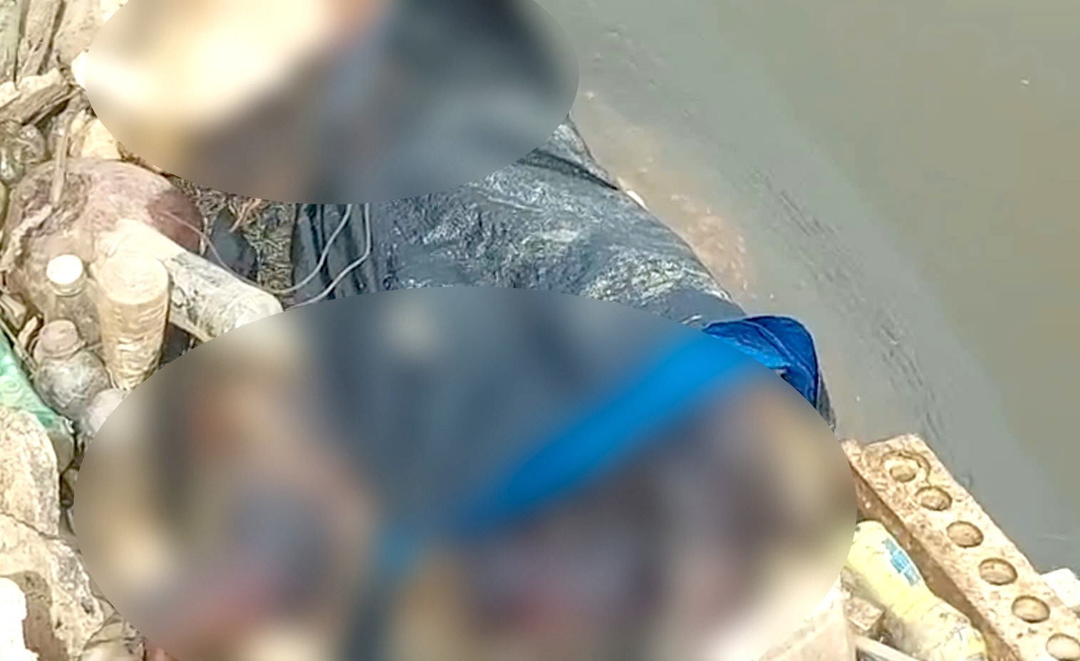 The authorities have handled 4 dead pigs dumped in Quang Binh. Photo: Xuan Hoa