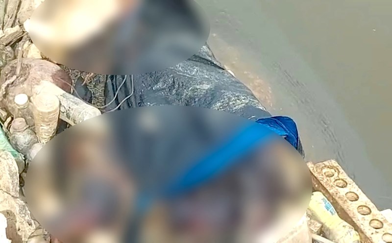 The authorities have handled 4 dead pigs dumped in Quang Binh. Photo: Xuan Hoa