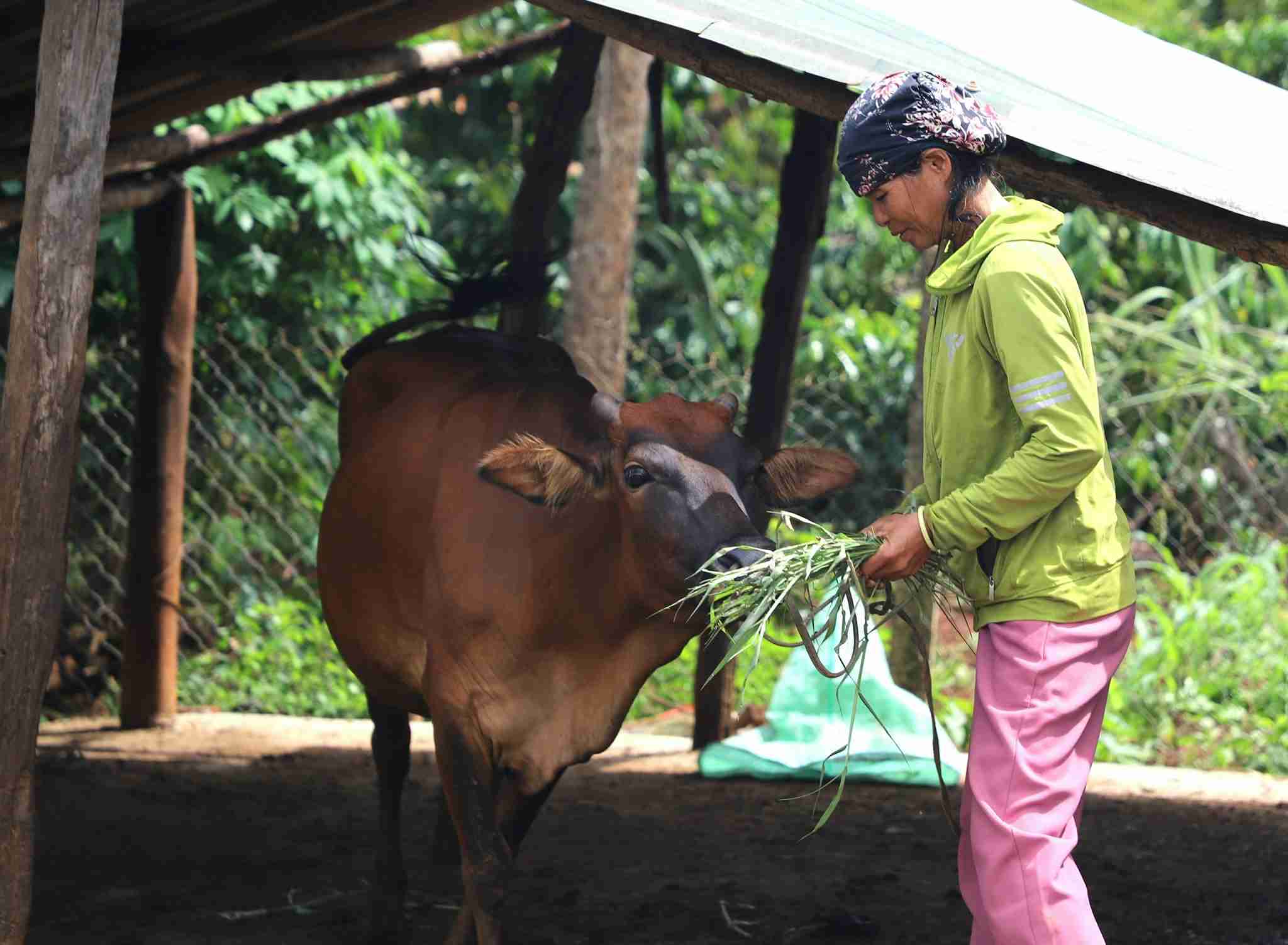 Raising breeding cows helps many households in Dak Nong escape poverty. Photo: Bao Lam